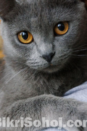 Russian female cat (রাশিয়ান মেয়ে বিড়াল)
